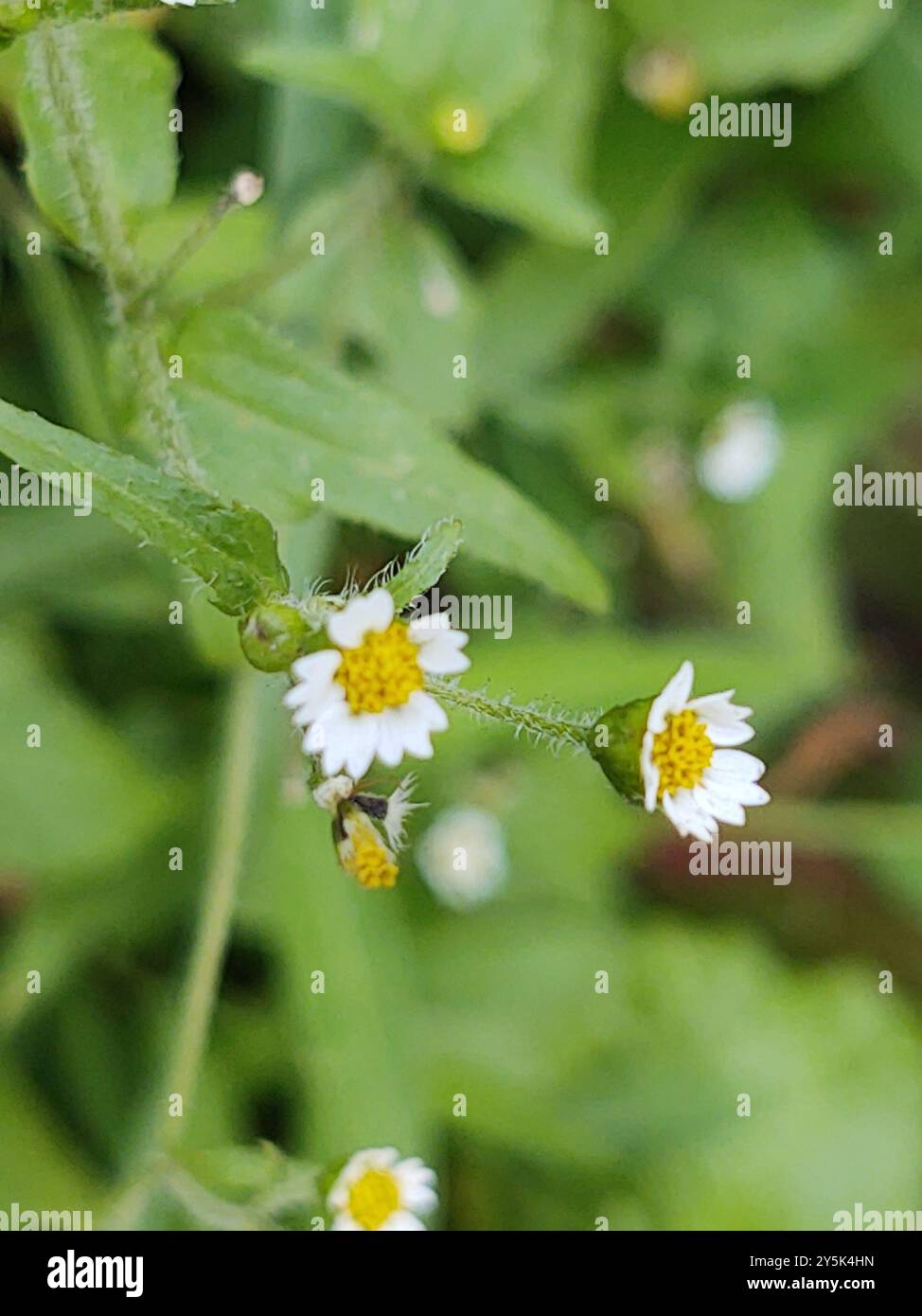 shaggy Soldier (Galinsoga quadriradiata) Plantae Foto Stock