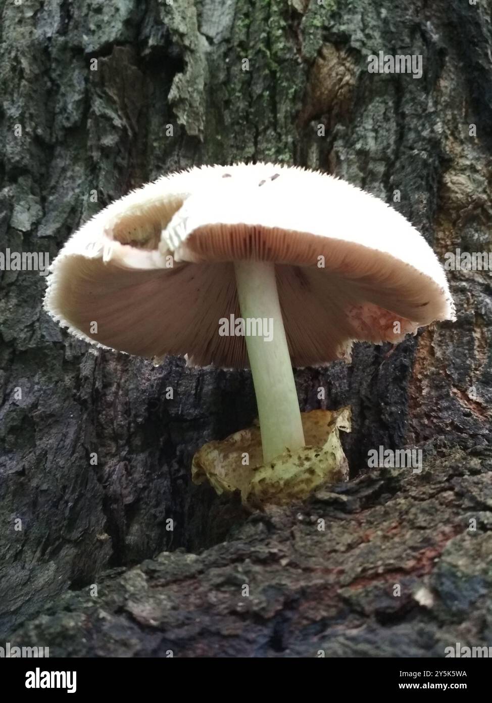 Funghi Rosegill setosa (Volvariella bombycina) Foto Stock