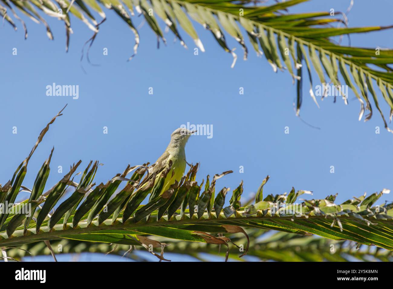 Kingbird tropicale (Tyrannus melancholicus) arroccato su una palma. Foto Stock