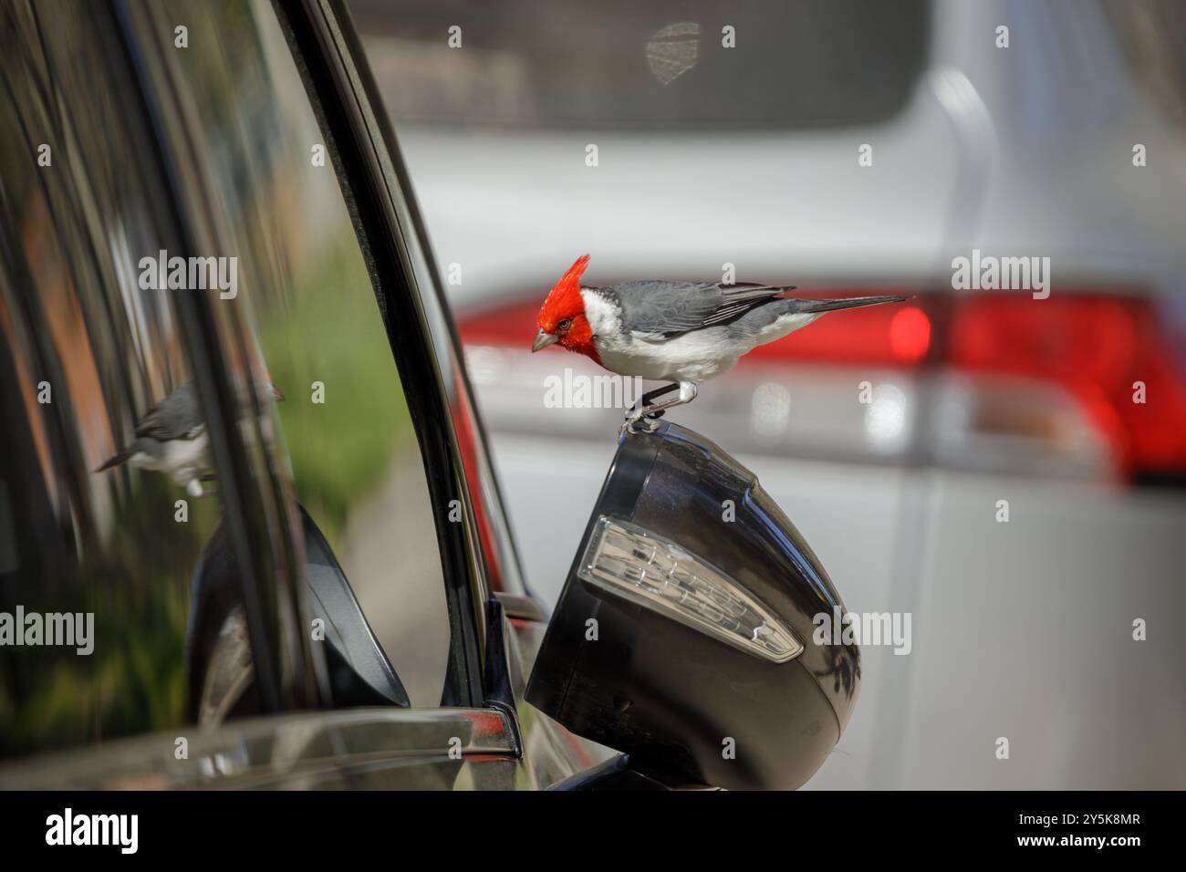 Cardinale con cresta rossa (Paroaria coronata) arroccato sullo specchietto retrovisore di un'auto. Foto Stock