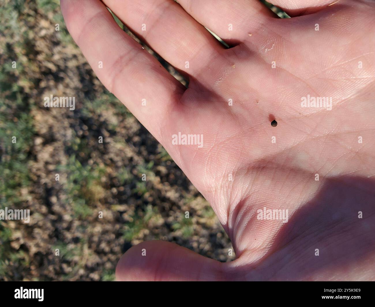 Papavero di cardo (Argemone polyanthemos) Plantae Foto Stock