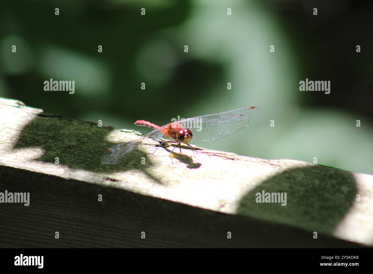 Ruby Meadowhawk (Sympetrum rubicundulum) Insecta Foto Stock