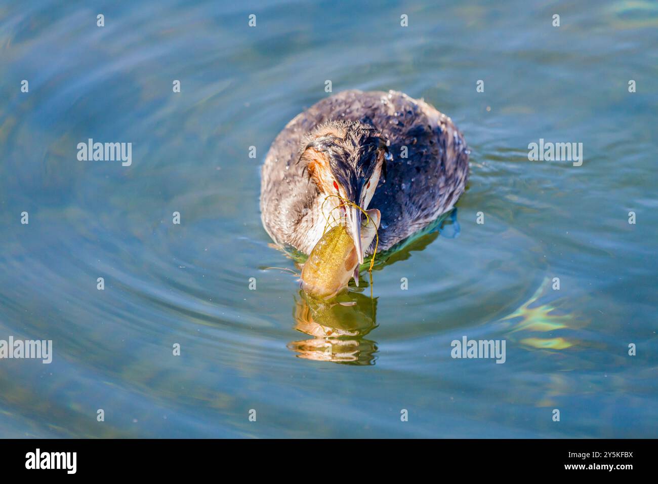 Svasso maggiore -Podiceps cristatus- per il Lac du Bourget, Savoie, Rhône-Alpes, Francia Foto Stock