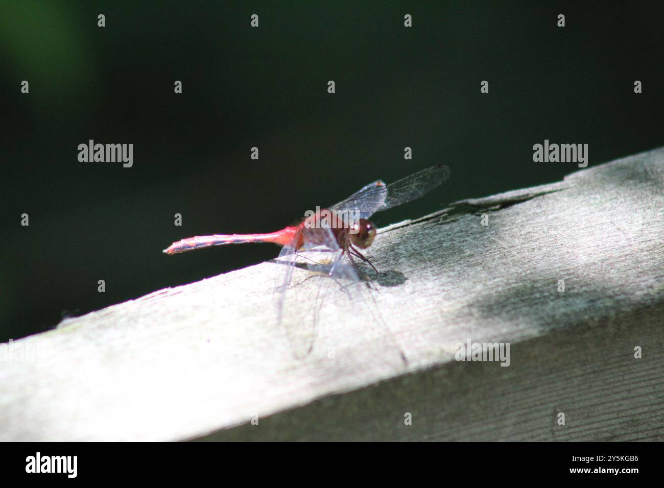 Ruby Meadowhawk (Sympetrum rubicundulum) Insecta Foto Stock