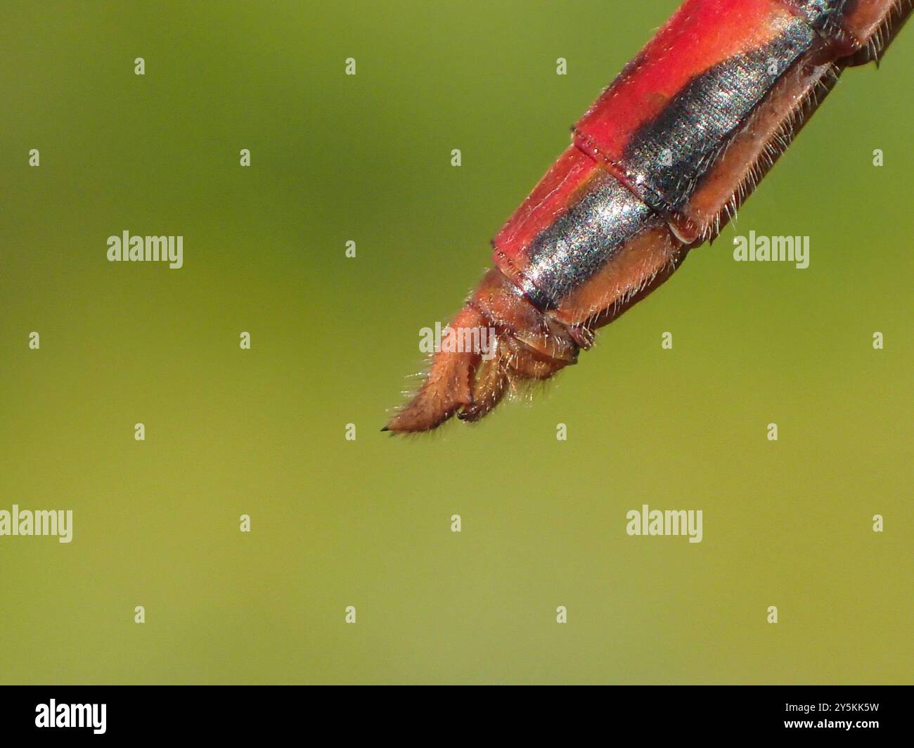 Meadowhawk (Sympetrum obtrusum) Insecta dalla faccia bianca Foto Stock