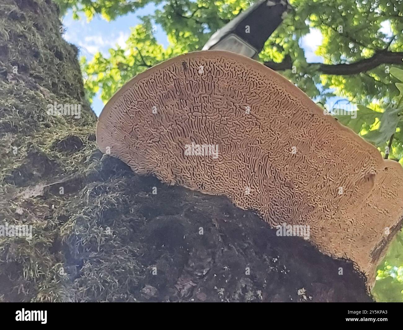 Funghi di quercia mazegill (Fomitopsis quercina) Foto Stock