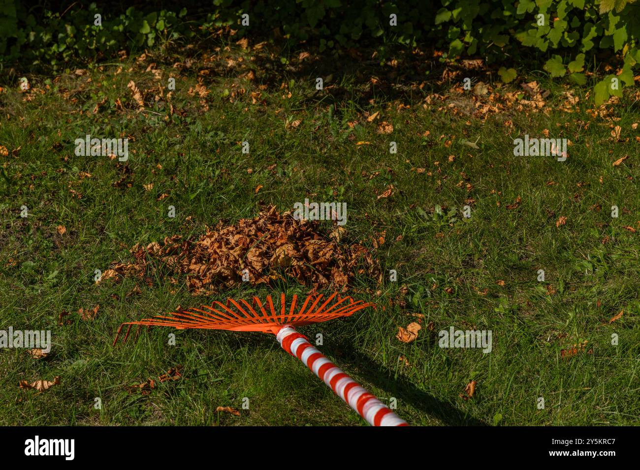 Riordinare il giardino, rastrellare foglie marroni secche in autunno e primavera, rastrelli rossi per rastrellare la trama Foto Stock