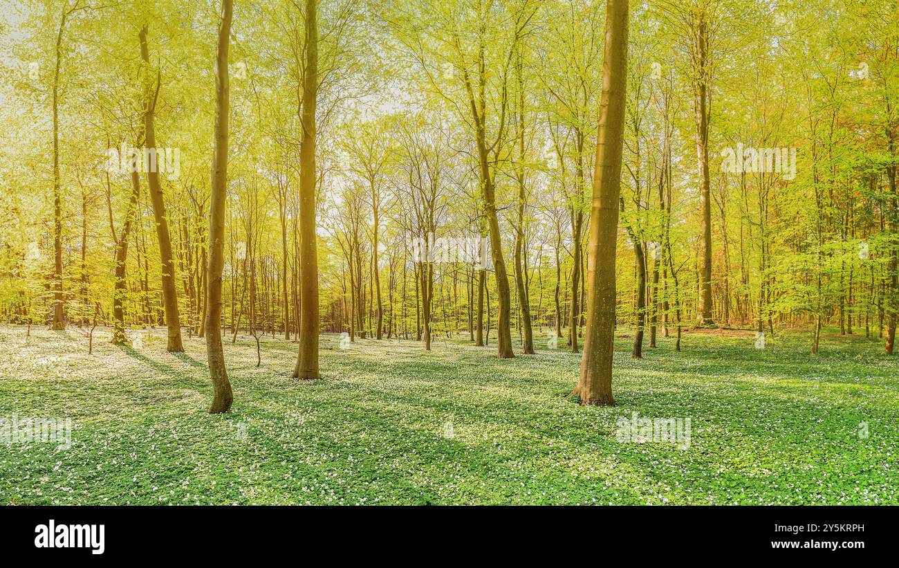 Una foresta di faggi nell'Hampshire, in Inghilterra, con fiori di aglio selvatico. Foto Stock