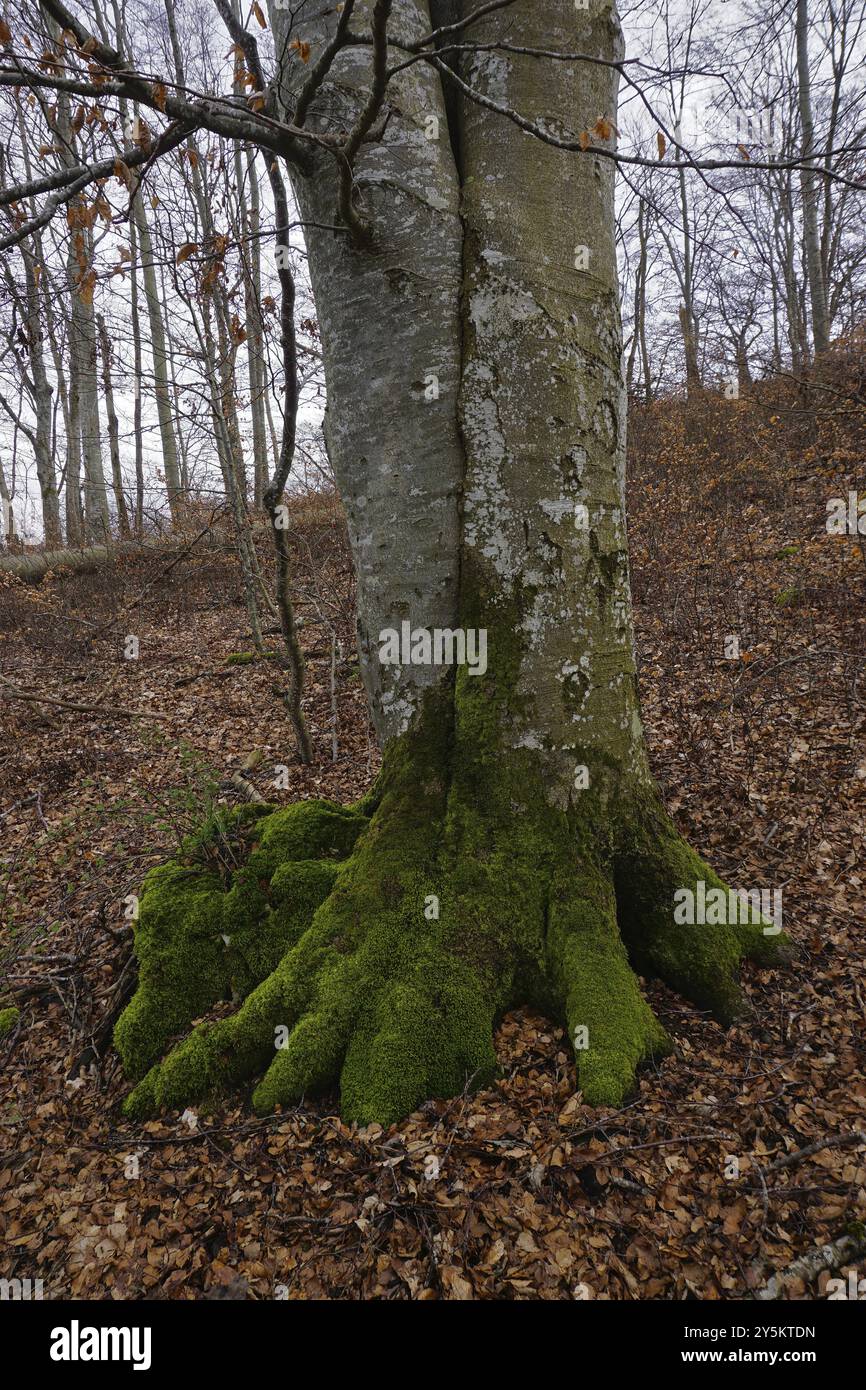 Faggio europeo, faggio, Fagus sylvatica, faggio comune, faggio europeo, tronco d'albero, base tronco Foto Stock