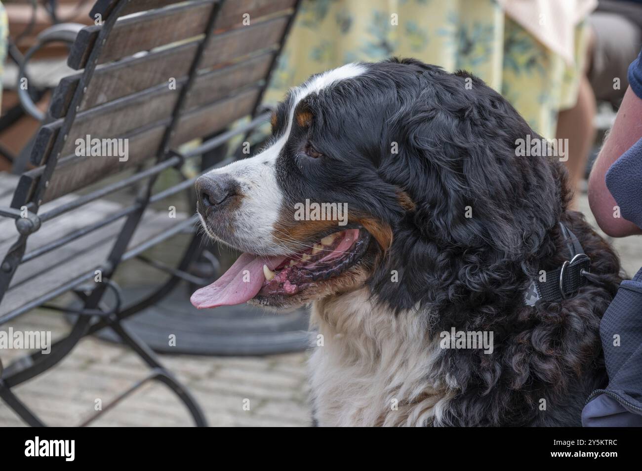 Cane, allevare il cane da bestiame bernese, Baviera, Germania, Europa Foto Stock