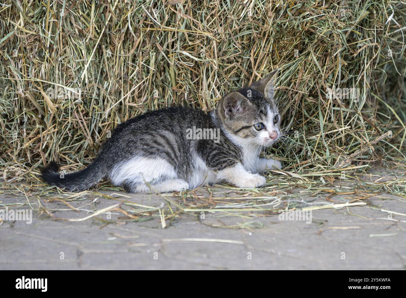 Gatto domestico, gattino di 8 settimane, Vulkaneifel, Renania-Palatinato, Germania, Europa Foto Stock