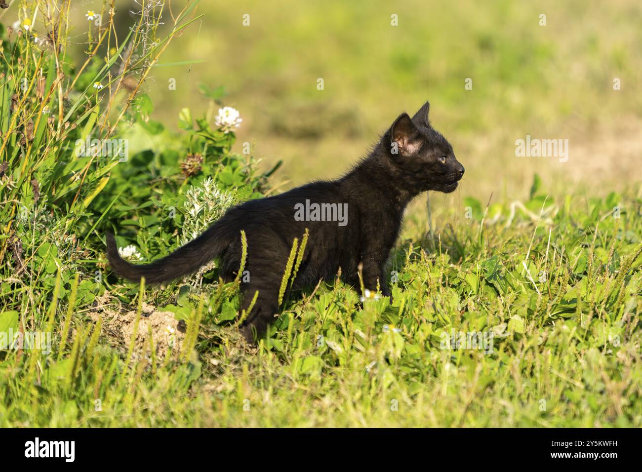 Gatto domestico, gattino di 8 settimane, Vulkaneifel, Renania-Palatinato, Germania, Europa Foto Stock