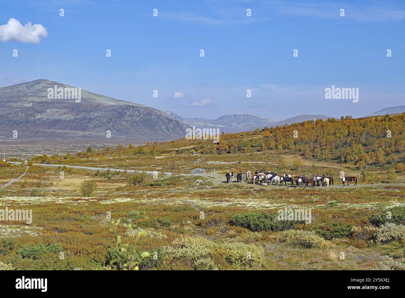 Gruppo di cavalieri che guidano i cavalli attraverso un paesaggio autunnale aperto con montagne sullo sfondo, autunno, Hjerkinn, Dovrefjell-Sunndalsfjella National Foto Stock