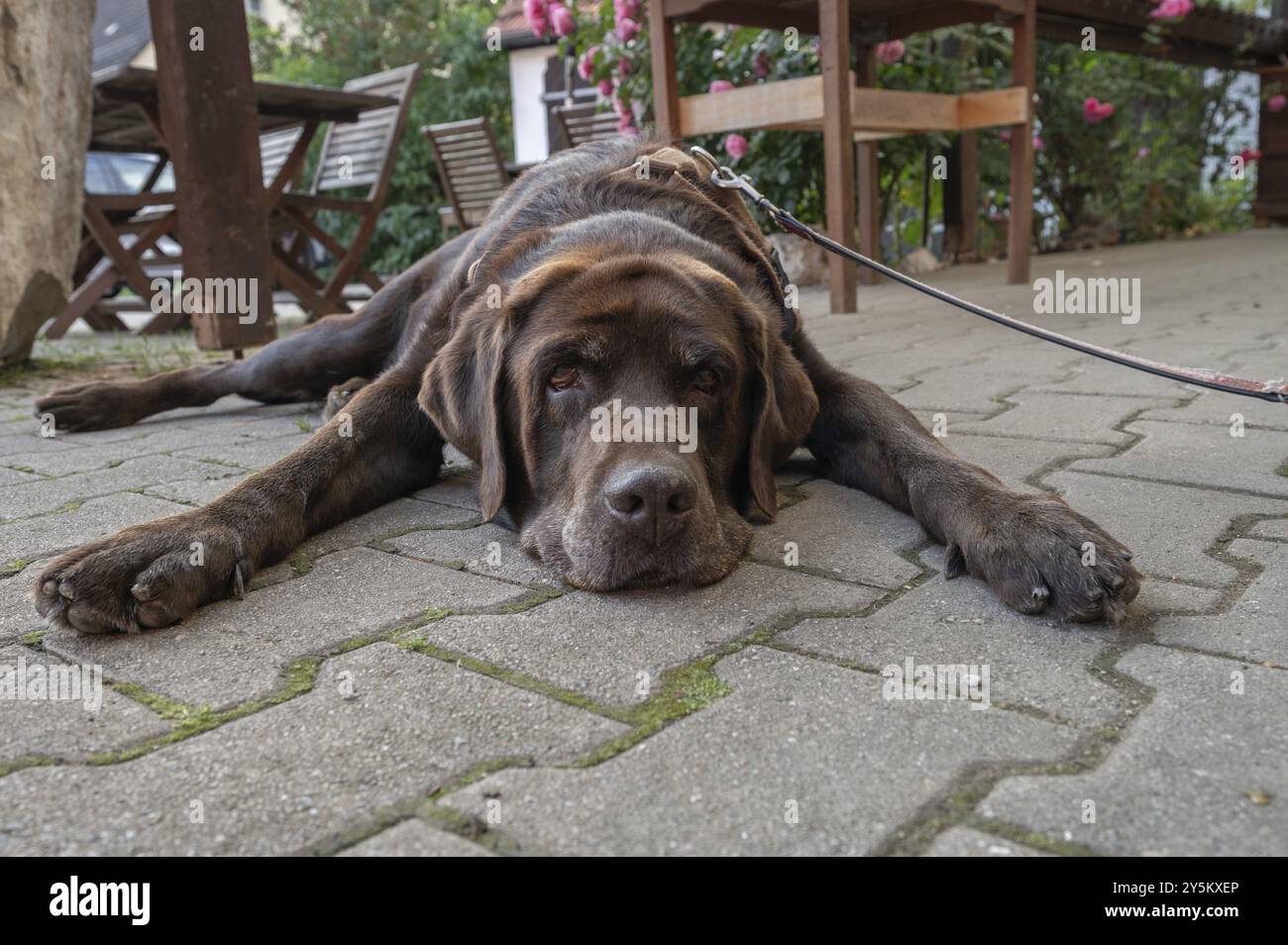 Cane, razza Labrador stancato per terra in un pub con giardino, Baviera, Germania, Europa Foto Stock