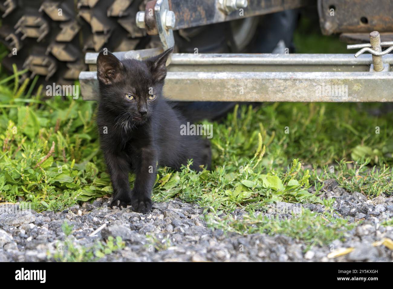 Gatto domestico, gattino di 8 settimane, Vulkaneifel, Renania-Palatinato, Germania, Europa Foto Stock