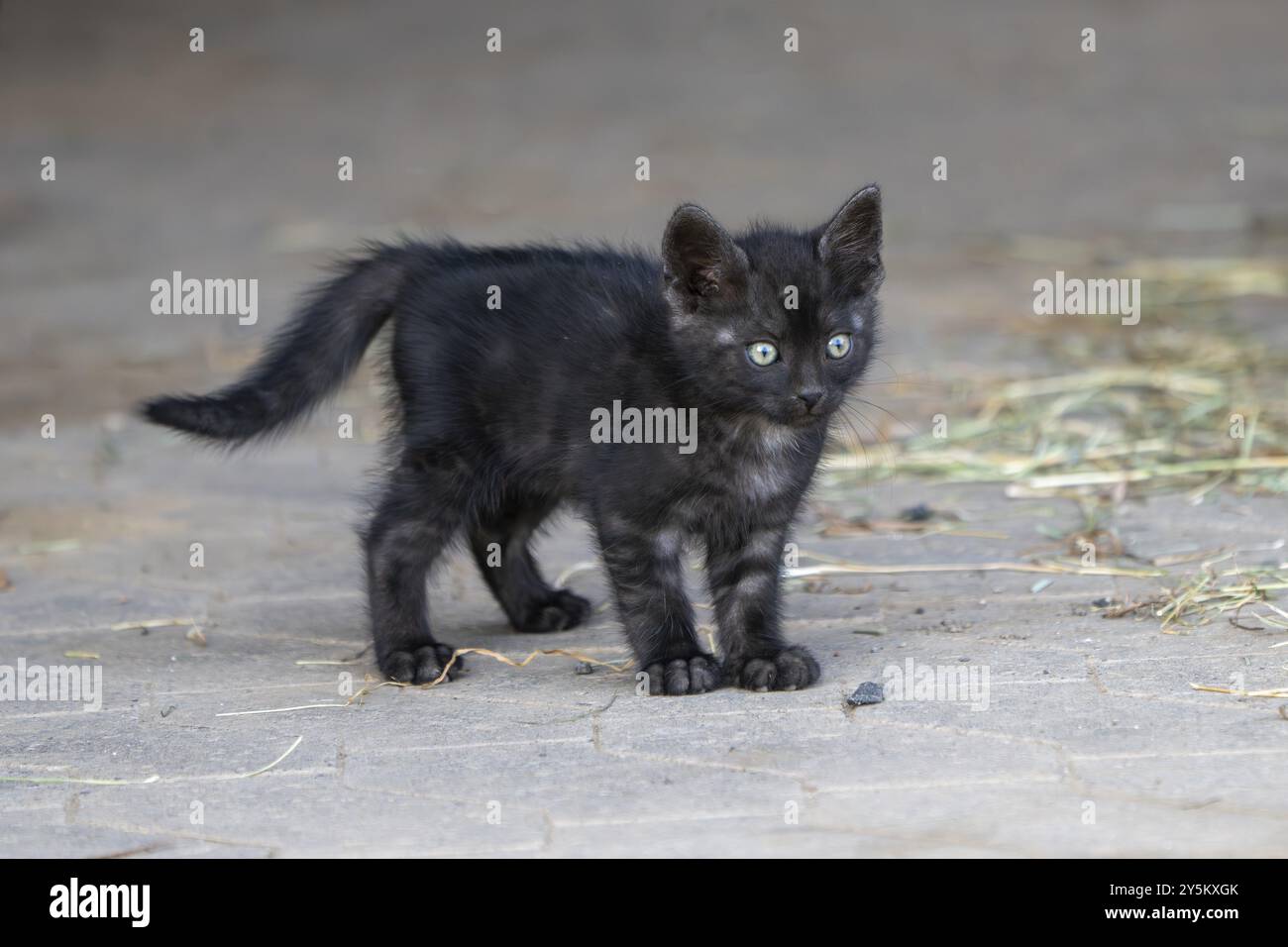 Gatto domestico, gattino di 8 settimane, Vulkaneifel, Renania-Palatinato, Germania, Europa Foto Stock
