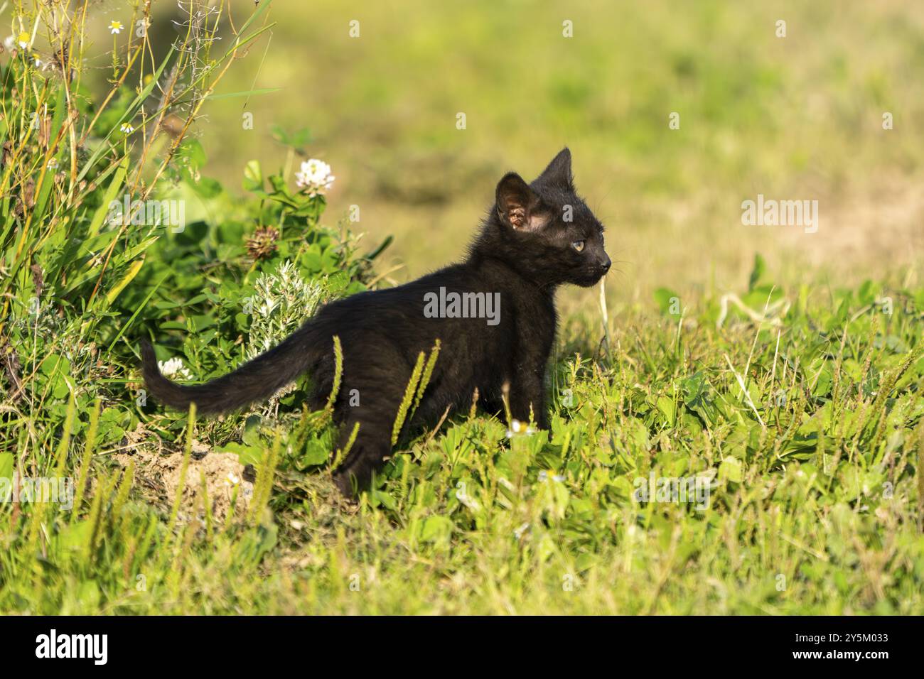Gatto domestico, gattino di 8 settimane, Vulkaneifel, Renania-Palatinato, Germania, Europa Foto Stock