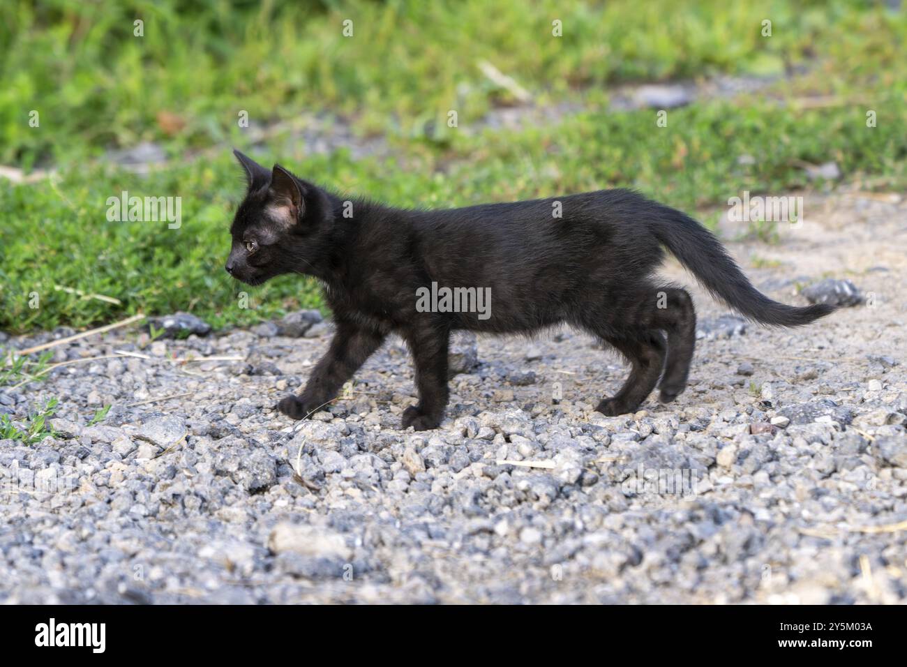 Gatto domestico, gattino di 8 settimane, Vulkaneifel, Renania-Palatinato, Germania, Europa Foto Stock
