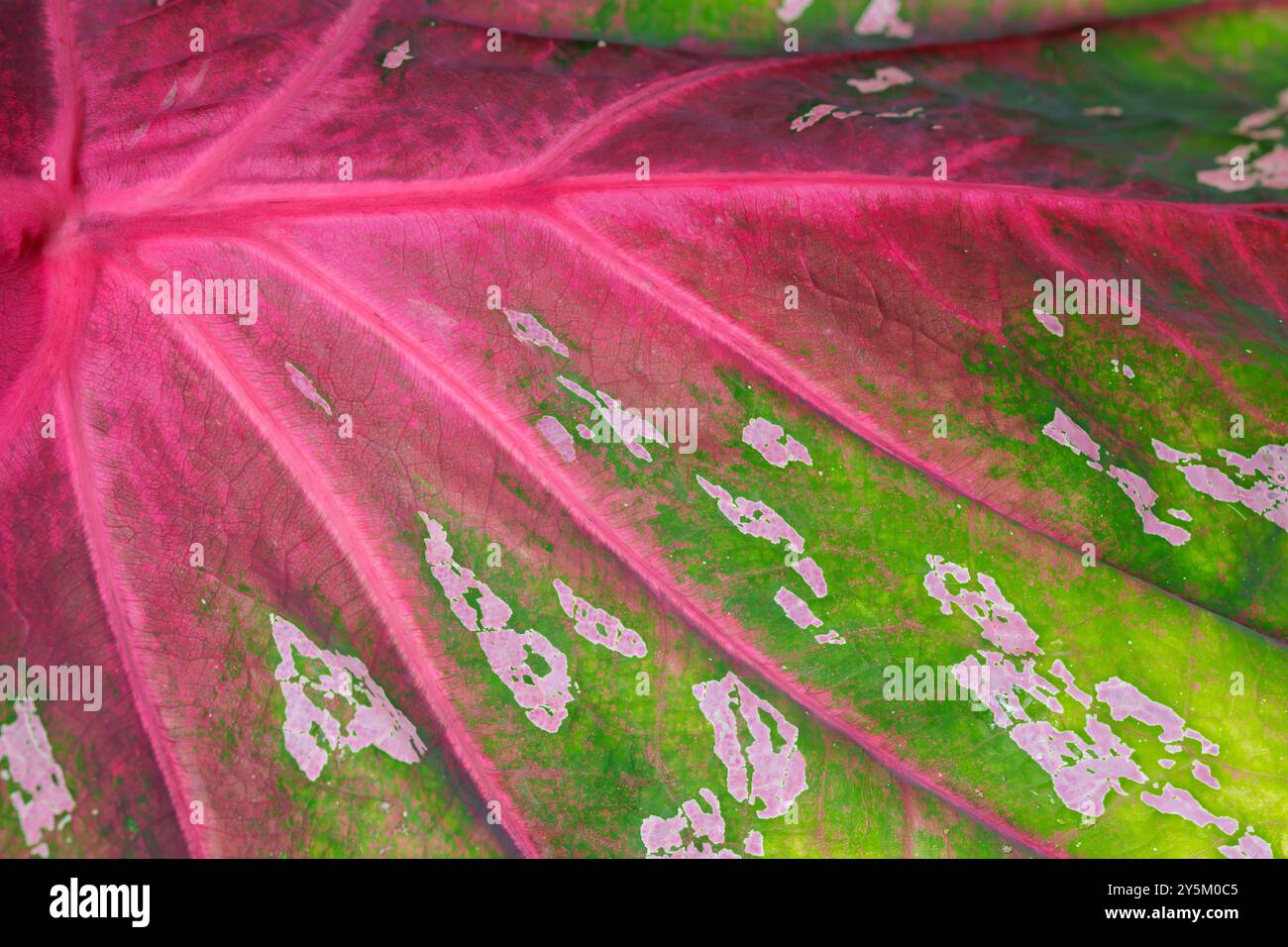 Una foglia con stelo verde e venature rosa. Le vene sono molto sottili e la foglia è molto grande Foto Stock