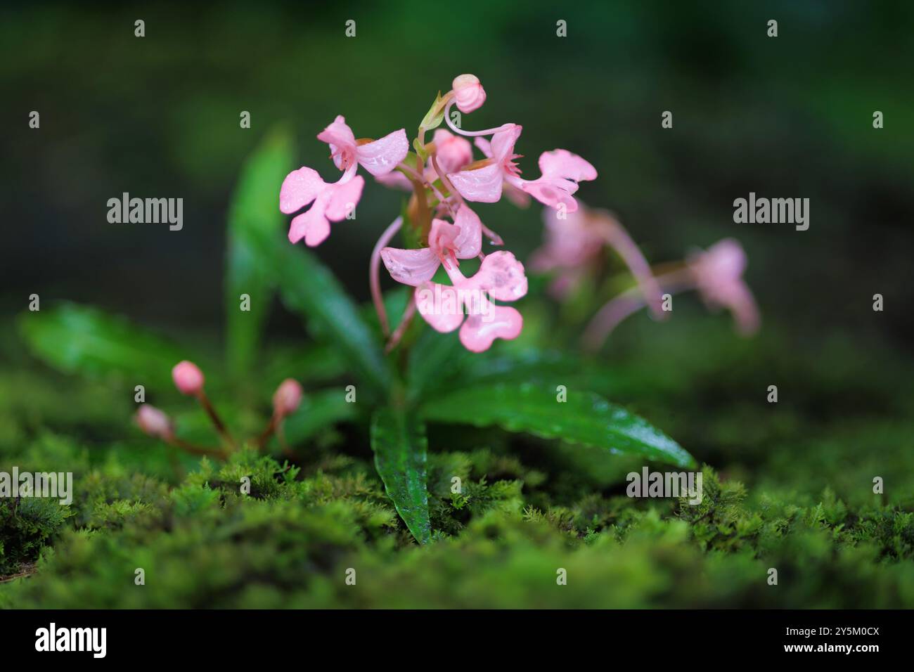 Orchidea selvatica Habenaria janellehayneana in un ambiente tropicale umido, nel nord della Thailandia Foto Stock