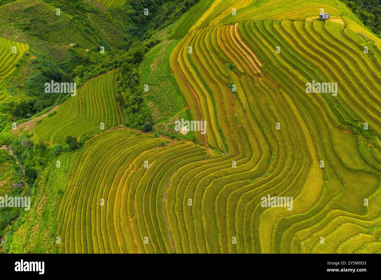 Vista aerea del campo di risaia a terrazza di la Pan Tan vicino a Sapa, Vietnam Foto Stock