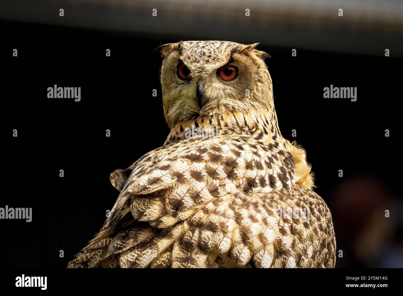 Un gufo nel recinto selvaggio Foto Stock