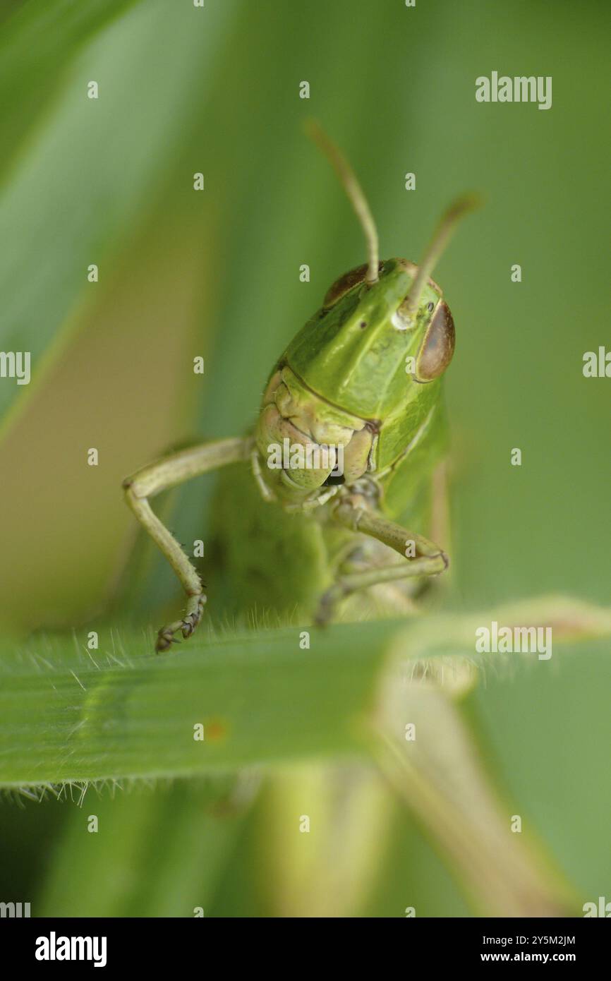 Cavalletta Foto Stock