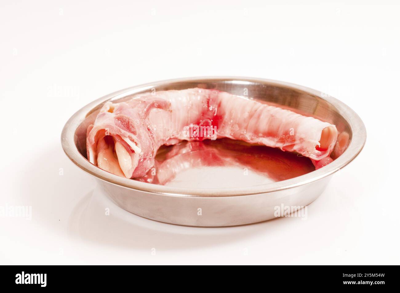 Faringe, trachea con laringe per l'alimentazione cruda Foto Stock
