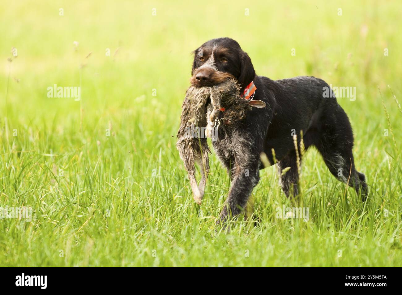 Wirehair tedesco che recupera un coniglio su un prato verde Foto Stock