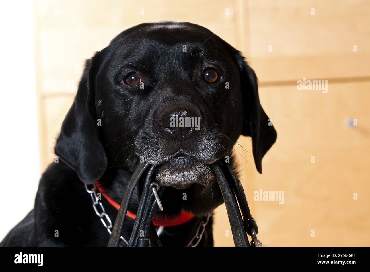Il cane nero tiene il guinzaglio in pelle nera Foto Stock