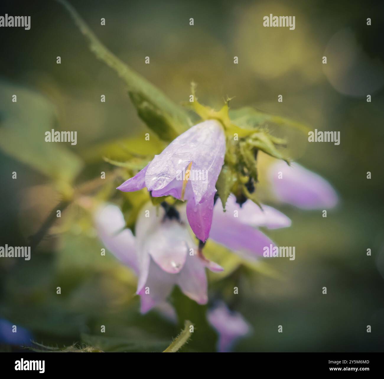 Fiore di campanello con foglie d'ortica Foto Stock