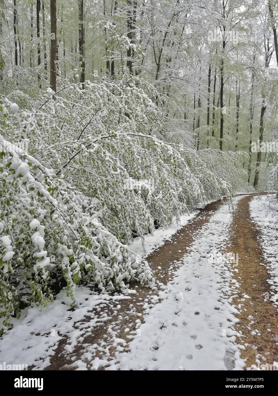 L'inverno inizia in primavera dopo che le foglie degli alberi decidui germogliano, l'inverno inizia in primavera dopo che le foglie degli alberi decidui germogliano Foto Stock