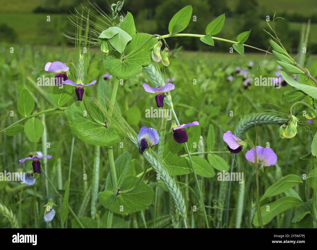 Futterwicke, Vicia sativa, Saat-Wicke, tara, veccia comune, vetch a guscio nero, vetch a foglia stretta Foto Stock