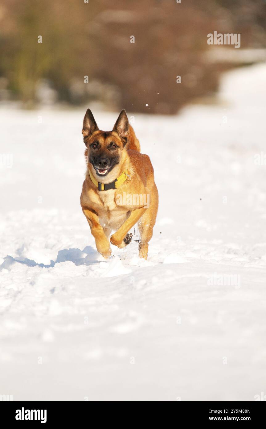 Correre Malinois nella neve Foto Stock