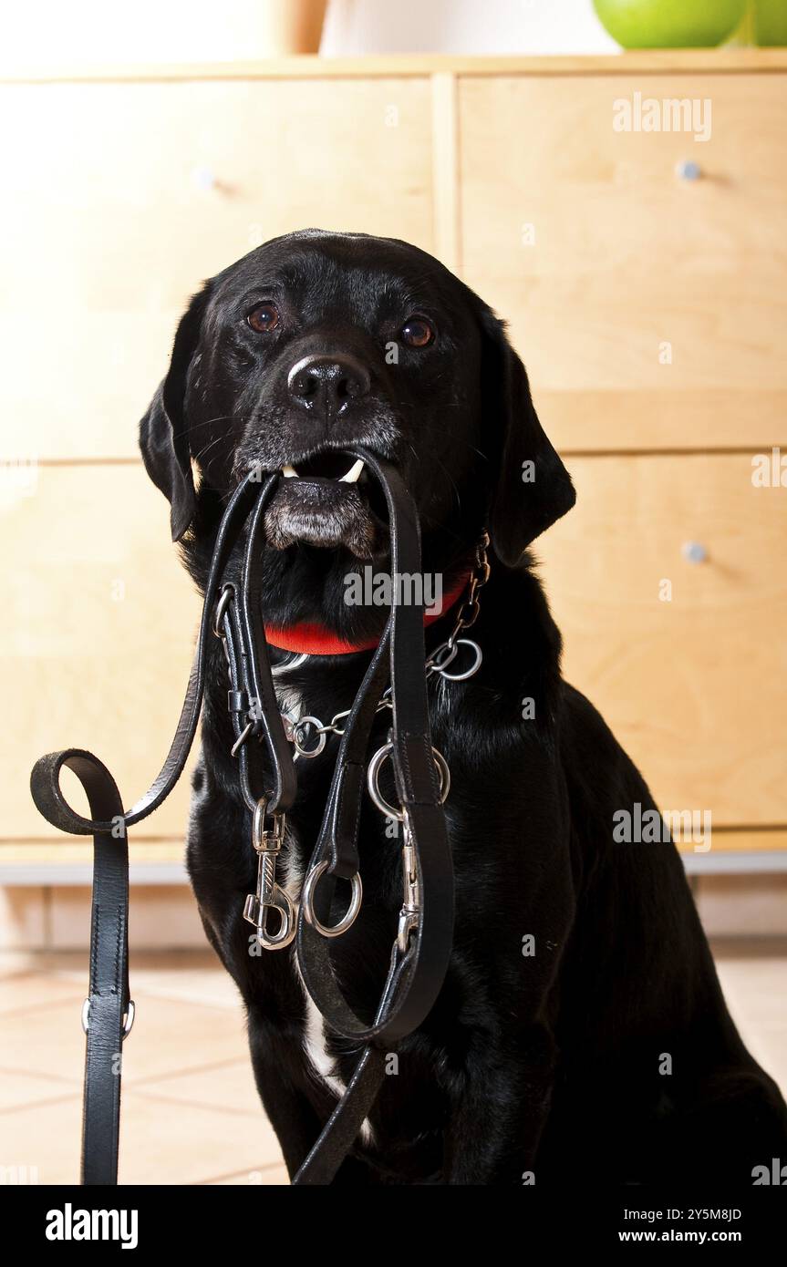 Il cane nero tiene il guinzaglio in pelle nera Foto Stock