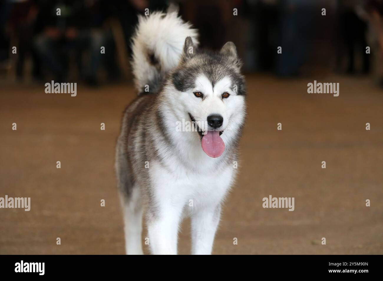 Alaskan Malamute Cane Foto Stock