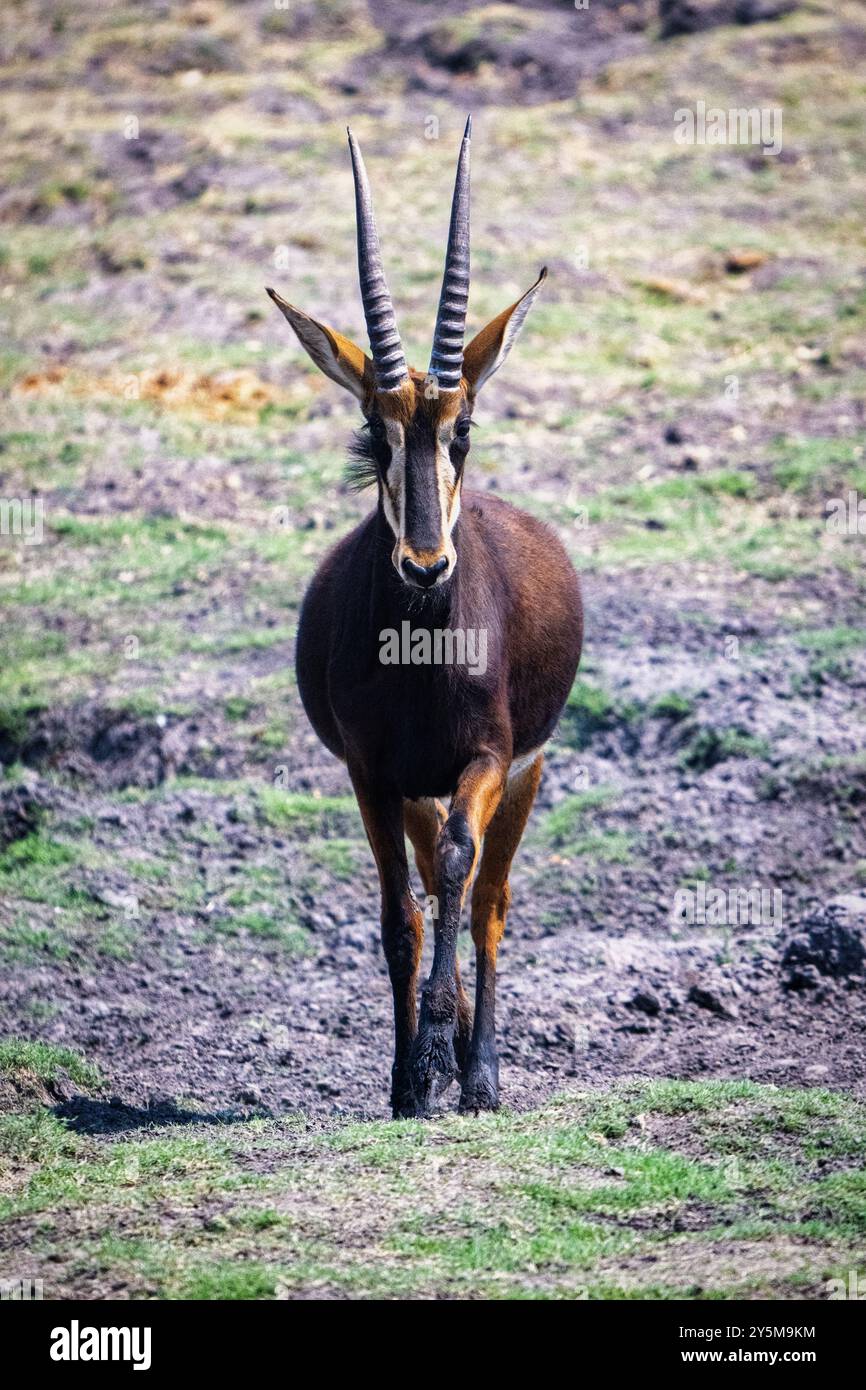 Una maestosa antilope zibellare con lunghe corna ricurve che si stagliano da sole in un prato erboso, che mostra la sua presenza aggraziata e potente in mezzo alla natura Foto Stock