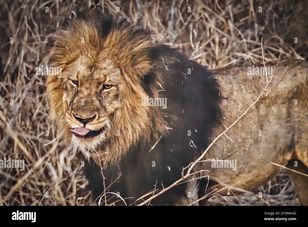 Un maestoso leone sorge tra l'erba secca, mostrando la sua maestosa criniera e l'espressione feroce, simboleggiando la forza e il dominio nella savana selvaggia Foto Stock