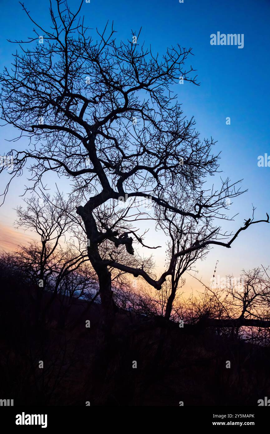 Un'immagine sorprendente di un albero senza fronzoli che si staglia contro un tramonto vibrante, catturando le sfumature del cielo in transizione. I rami creano un'intricata toppa Foto Stock