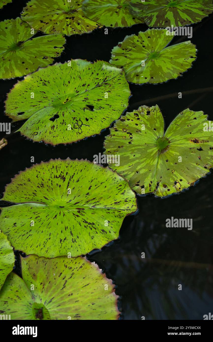 I tappetini verdi con distintivi macchie fluttuano sulle acque scure e calme creando un contrasto ricco e vibrante che mette in risalto la bellezza dell'aq naturale Foto Stock