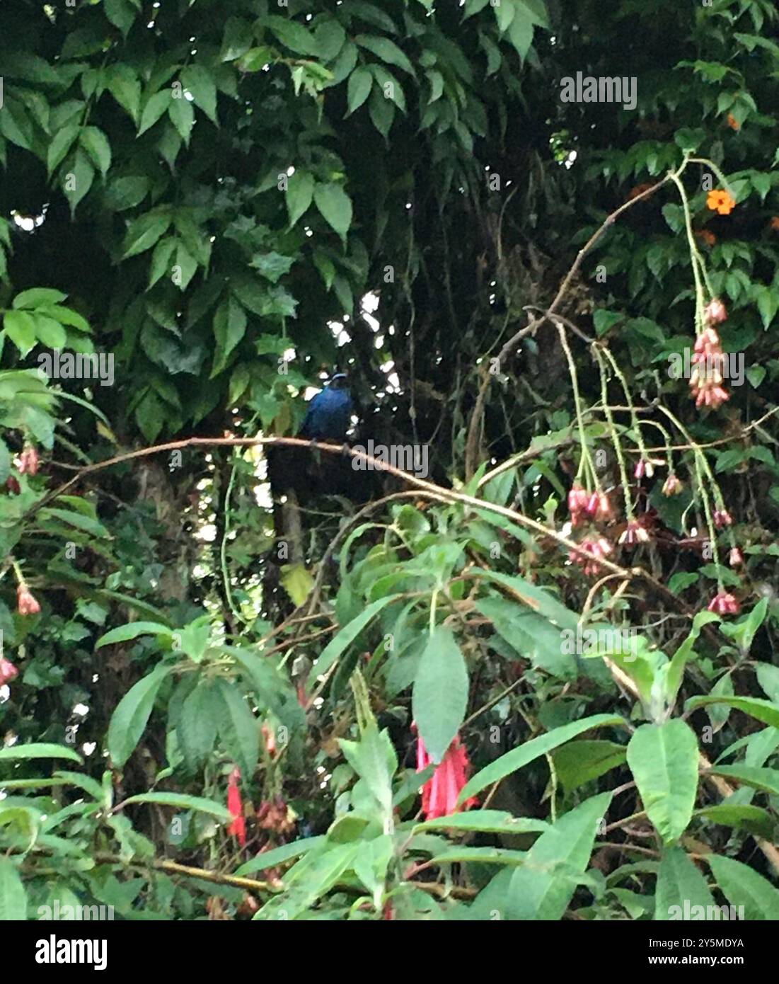 Flowerpiercer mascherato (Diglossa cyanea) Aves Foto Stock