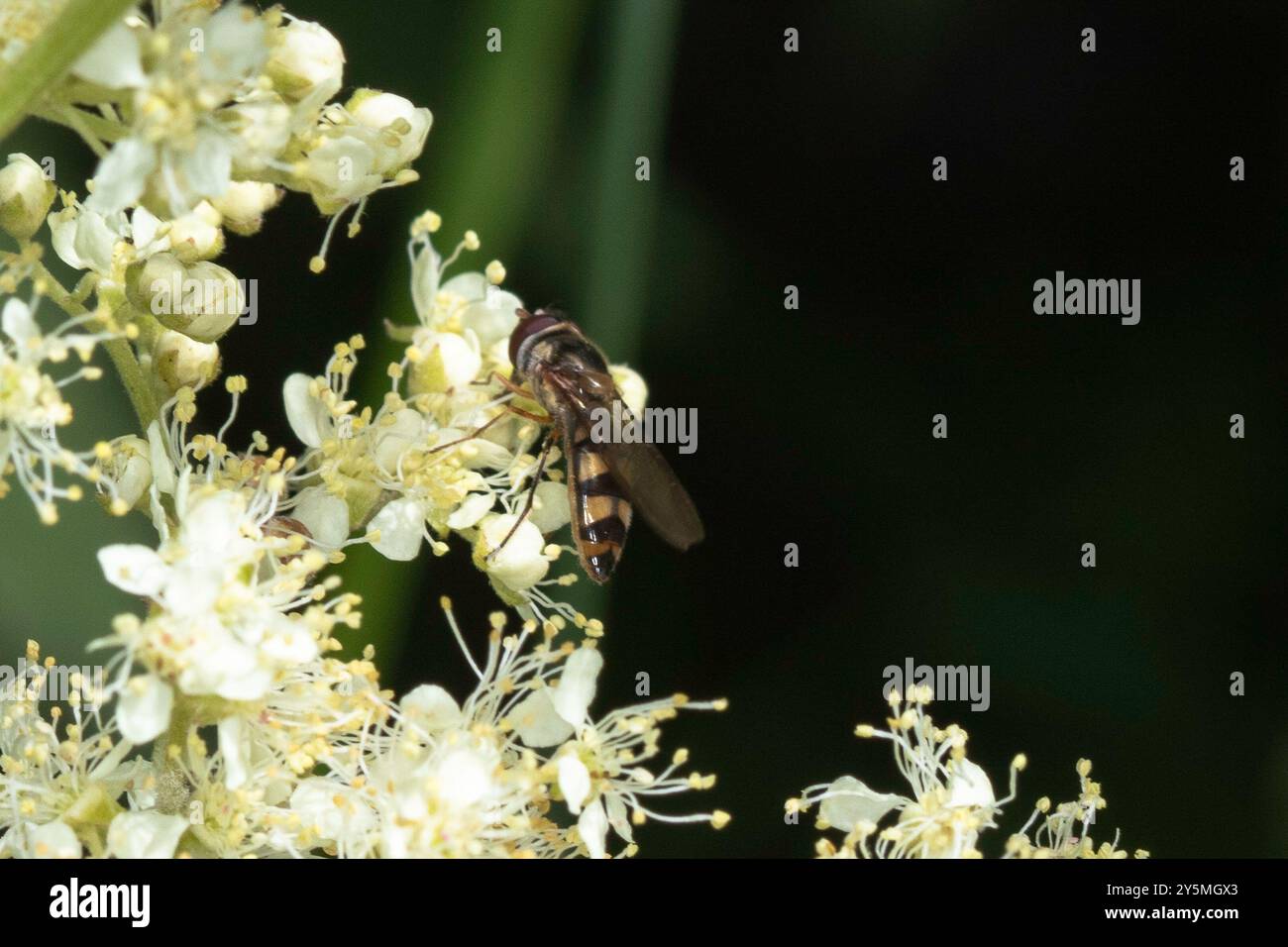 Coda di coda maculata (Meliscaeva auricollis) Insecta Foto Stock