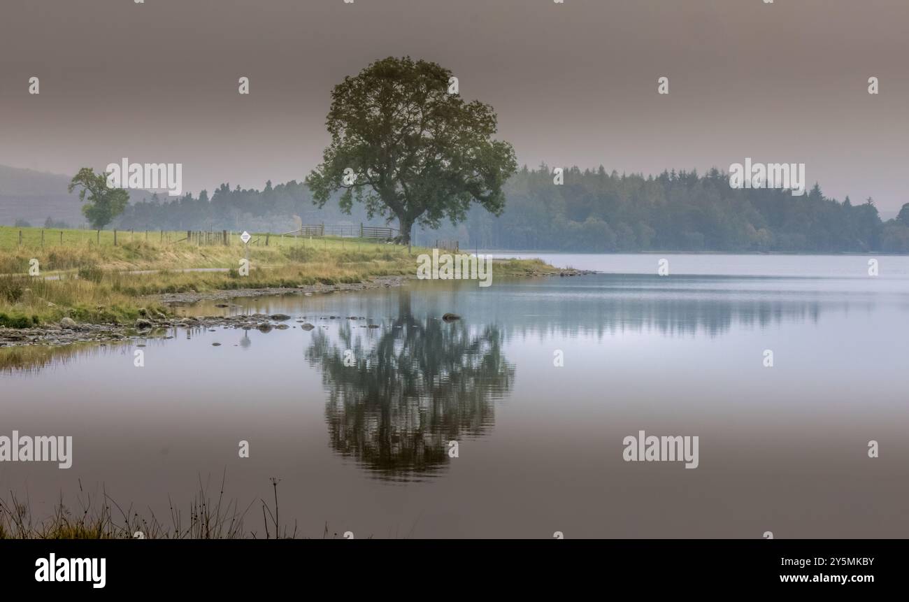 Sereno riflesso nebbioso di un albero sull'acqua in campagna Foto Stock