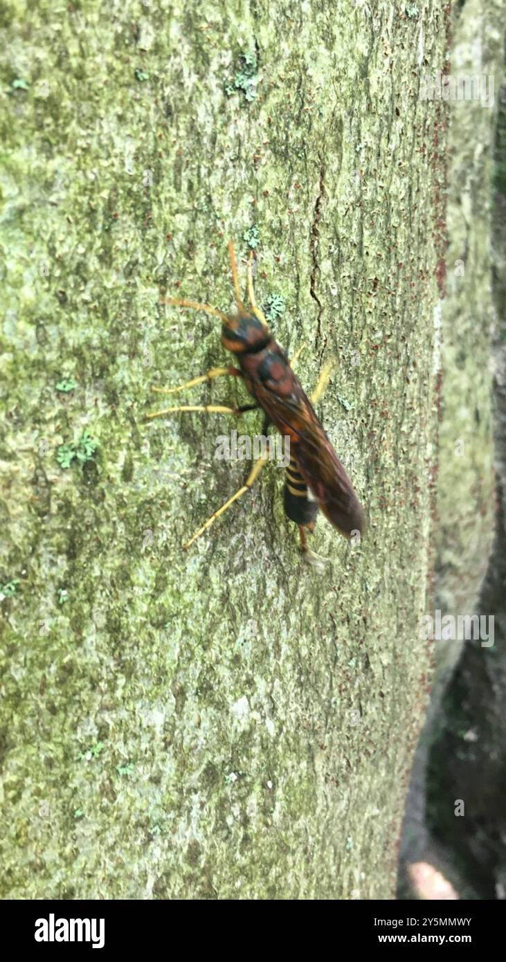 Coda di Cavallo (Tremex columba) Insecta Foto Stock