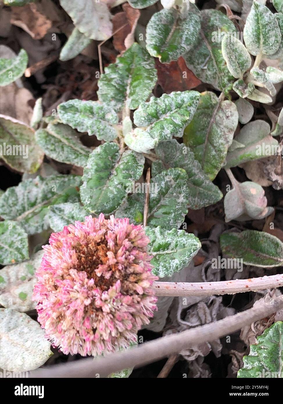 Grano saraceno (Eriogonum latifolium) Plantae Foto Stock