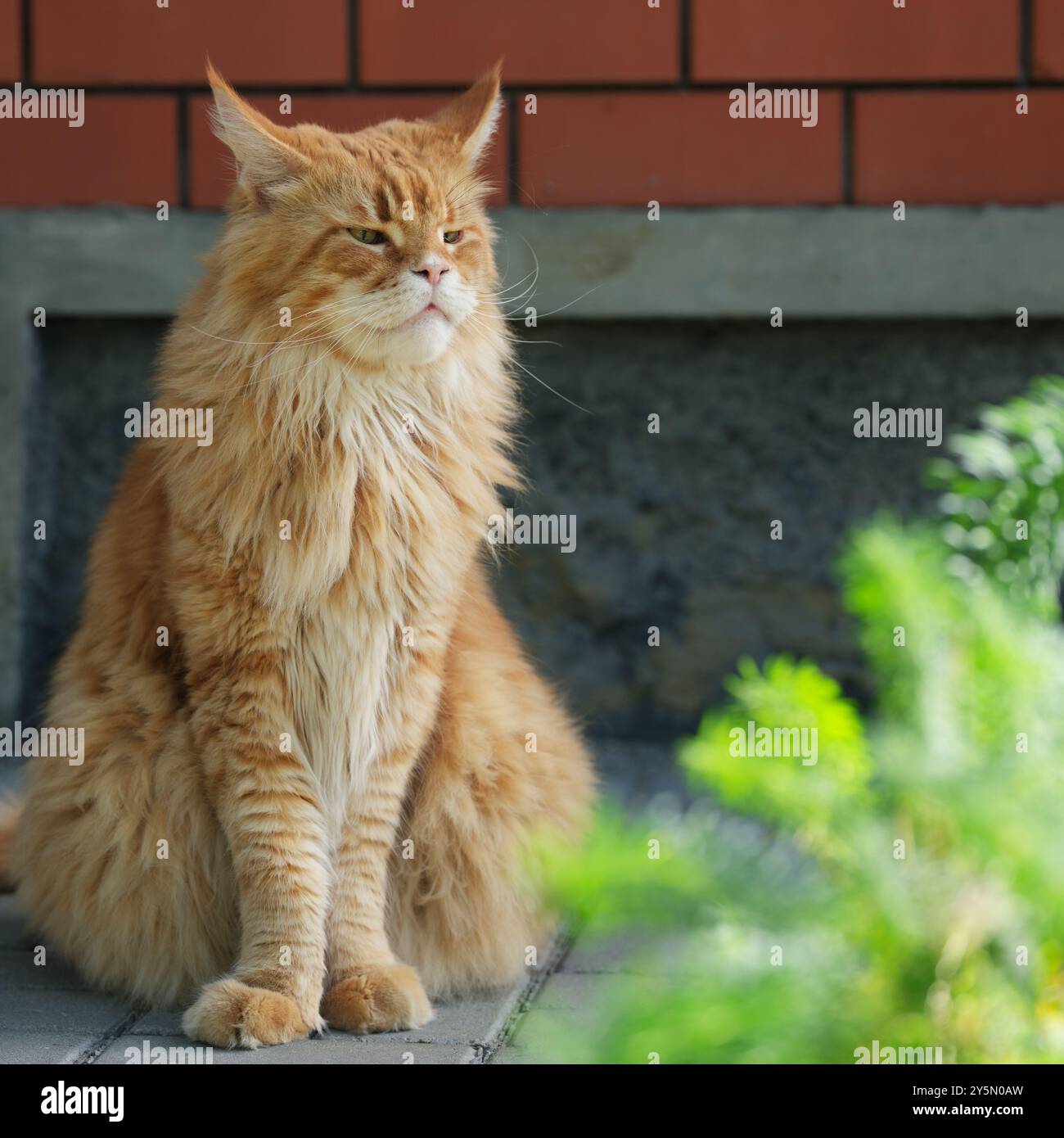 Gatto del Red Maine Coon seduto di fronte a un muro di mattoni. Primo piano. Foto Stock