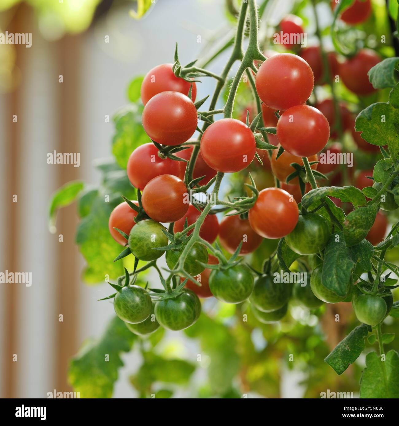 Pomodori ciliegini su una pianta di pomodoro in una serra in una giornata di sole. Foto Stock