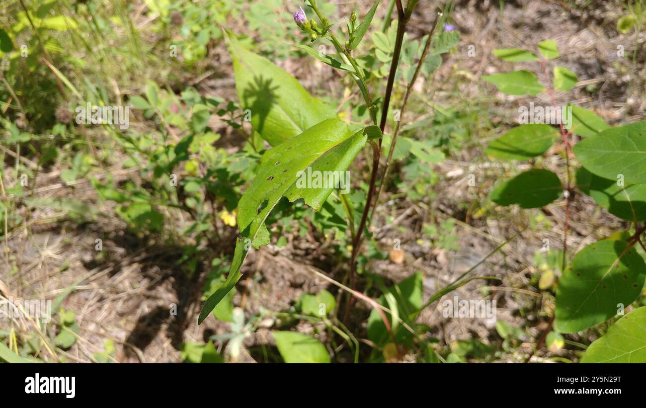 Aster (Symphyotrichum ciliolatum) Plantae di Lindley Foto Stock