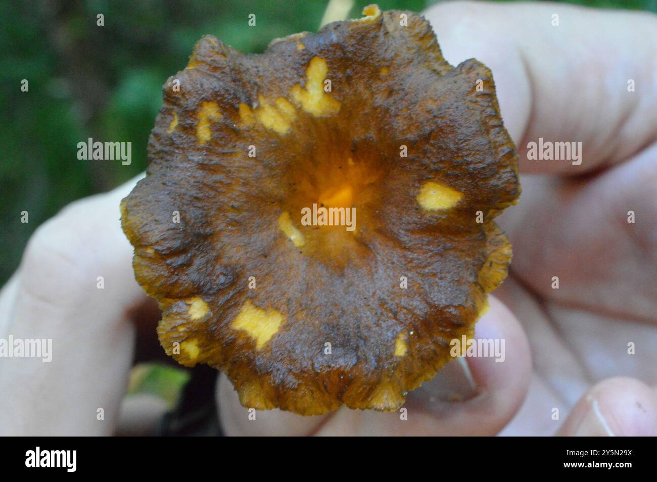 Funghi del piede giallo (Craterellus lutescens) Foto Stock