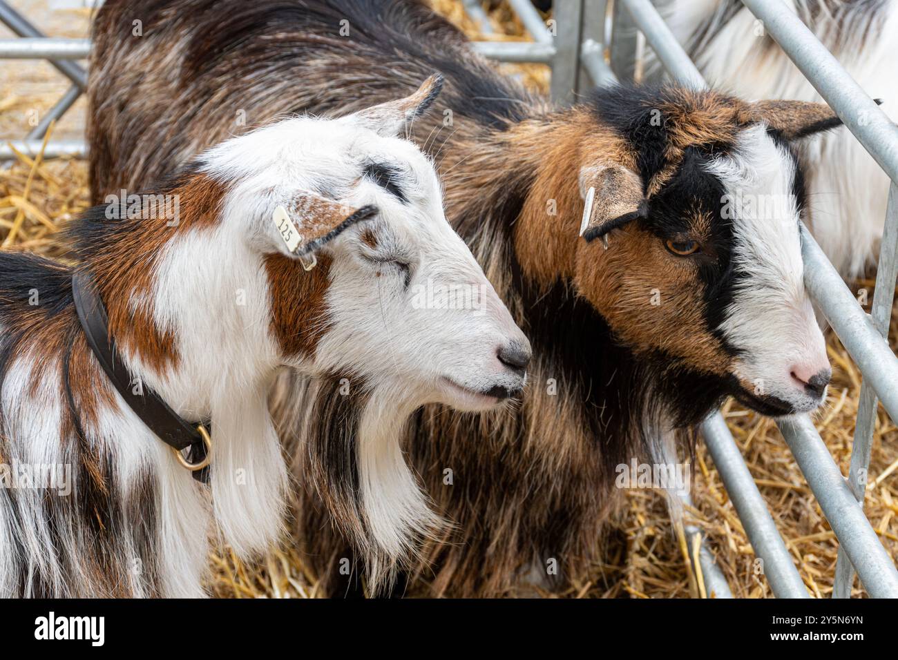 Newbury Show, 21 settembre 2024. Il popolare evento annuale si è svolto al Newbury Showground, Berkshire, Inghilterra, Regno Unito, durante il fine settimana. Lo spettacolo include una varietà di esposizioni agricole, alimentari e di campagna e attira migliaia di visitatori. Nella foto: Capre pigmee nelle loro recinzioni nel fienile, gara di bestiame. Foto Stock Newbury Show, 21 settembre 2024. Il popolare evento annuale si è svolto al Newbury Showground, Berkshire, Inghilterra, Regno Unito, durante il fine settimana. Lo spettacolo include una varietà di esposizioni agricole, alimentari e di campagna e attira migliaia di visitatori. Nella foto: Capre pigmee nelle loro recinzioni nel fienile, gara di bestiame. Foto Stock